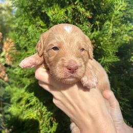 Light Blue Boy - Apricot male Goldendoodle puppy in Huntsville, Alabama from Winchester Doodles