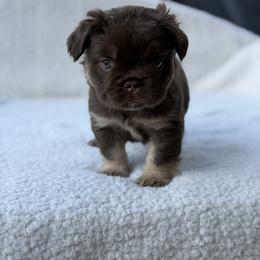 Amora - Tricolors female French Bulldog puppy in Glendale, Arizona from Frenchiepuphub