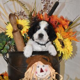 Black Collar - Black white and tan male English Springer Spaniel puppy in Westmorland, California from IV Springers of California