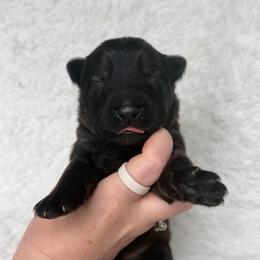 Orange Collar - Black male German Shepherd puppy in Tennessee from Chattanooga Tn German Shepherds