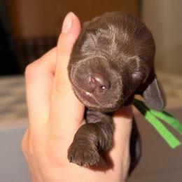 Nutella - Chocolate male Dachshund puppy in Yuba City, California from Mulberry Dachshunds