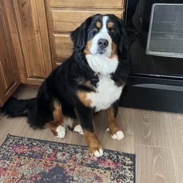 Kanga - Bernese Mountain Dog