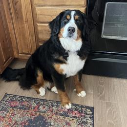 Kanga - Bernese Mountain Dog