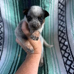 Girl 3 - Blue speckled female Australian Cattle Dog puppy in Cottage Grove, Oregon from Heirloom Ranch