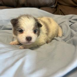 Ram - Blue merle male Pomeranian puppy in Clinton, Tennessee from Liza’s Aussies & Poms