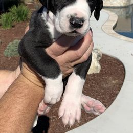 Great Dane Puppies from Oak Bend Danes