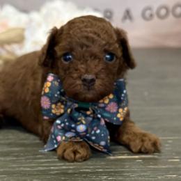 Miniature Schnauzers, Poodles, and Yorkshire Terriers from Ruby the poodle