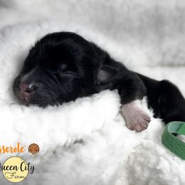 Casserole (green) - Black tri-color male Australian Shepherd puppy in Falmouth, Kentucky from Queen City Farm