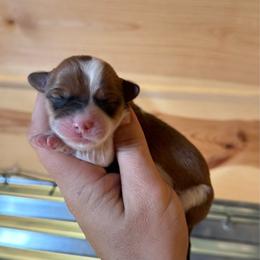 Slinky - 1800 full fluffy - Sable female Pembroke Welsh Corgi puppy in Rozet, Wyoming from Hayday Ranch Corgis