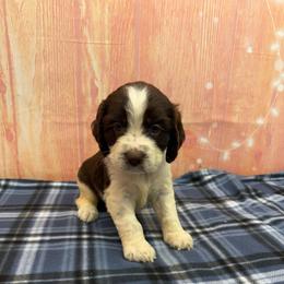 Colby - Liver and white male English Springer Spaniel puppy in Rogers, Ohio from StoneyBrook Setters