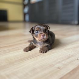 Puppy 3 - Chocolate and tan male Yorkshire Terrier puppy in Kissimmee, Florida from The Yorkie House