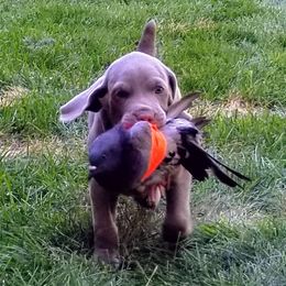 Weimaraner Puppies from SilverRush Weimaraners