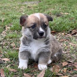 Red and white boy 2 - Red male Pembroke Welsh Corgi puppy in Ocala, Florida from Rivermont Farm