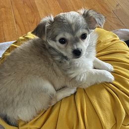 Chihuahuas from Tiny Nation Chihuahuas