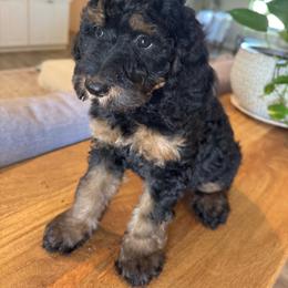 Candy - Tri-color female Bernedoodle puppy in Gilbert, Arizona from Sunburst Doodles