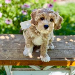 Cobbler - Micro Mini - Apricot male Goldendoodle puppy in Mapleton, Utah from Natural Doodle Life