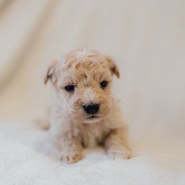 Ross - Cream male Aussiedoodle puppy in Orleans, Indiana from Mae Blossom Puppies