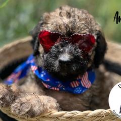 Amos - Wheaten Whoodle puppy in Knoxville, Tennessee from Fleury Farm Doodles TN