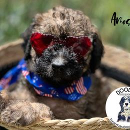 Amos - Wheaten Whoodle puppy in Knoxville, Tennessee from Fleury Farm Doodles TN