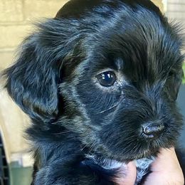 Havanese from The Happy Havanese