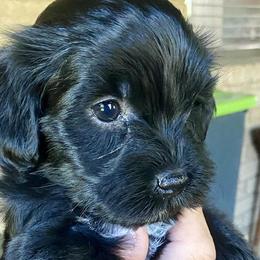 Havanese from The Happy Havanese