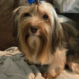ZIGGYY - Yorkshire Terrier