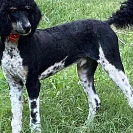 Bodie - Poodle