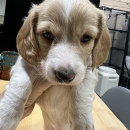 Dachshund Puppies from Lakeshore Dachshunds