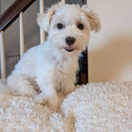 Mochi - Maltese