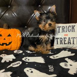 Blue - Black and tan male Yorkshire Terrier puppy in Laredo, Texas from PWA Chihuahuas & Yorkies