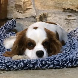Kona - Cavalier King Charles Spaniel