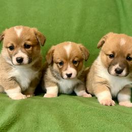 Pembroke Welsh Corgi puppies from Rock Solid Ranch