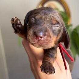 Hersey - Chocolate and tan male Dachshund puppy in Yuba City, California from Mulberry Dachshunds