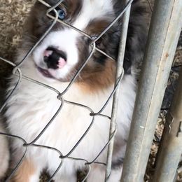Australian Shepherd Puppies from Mullis Australian Shepherd
