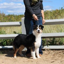 Australian Shepherd Puppies from Alias Australian Shepherds