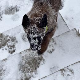 Belgian Malinois Puppies from Focused Obedient Belgian Malinois