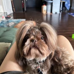 Shih Tzu All Grown Up from Shihtzu Happen