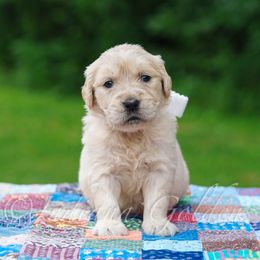 Girl 1 - female Golden Retriever puppy in Bedford, Indiana from Indiana Goldens