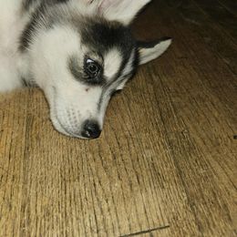 Siberian Husky Puppies from Jackson's Siberians