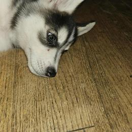 Siberian Husky Puppies from Jackson's Siberians