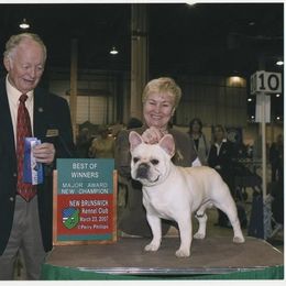 French Bulldog All Grown Up from Hillbuckle's French Bulldogs