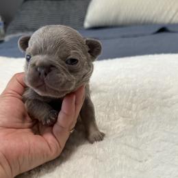 Bluey - Blue male French Bulldog puppy in Bolingbrook, Illinois from Flores Frenchies