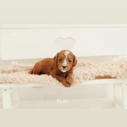 Belle - Red  female Goldendoodle puppy in Rio Linda, California from GoldendoodlePaw
