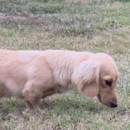 Butter - Dachshund