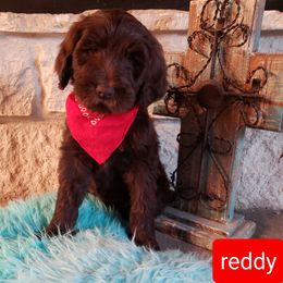 Labradoodle Puppies from TLC Labradoodles