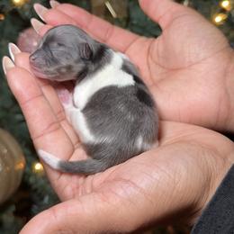 Cupid - Blue merle female Pomeranian puppy in Newport News, Virginia from Nel’s Pomeranians