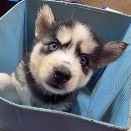 Girl 3 - female Siberian Husky puppy in Elgin, Texas from Hudson Husky