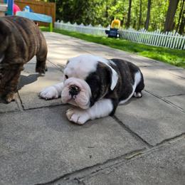 Hades - Red brindle and white male Bulldog puppy in Strongsville, Ohio from Magnifique Bulldogs