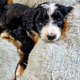 Aussiedoodle, Bernedoodle, and Poodle Puppies from Sis' Doodles & Poodles