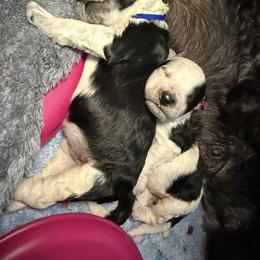 Portuguese Water Dog Puppies from Lawless Portuguese Water Dogs